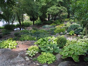irish_hills_hidden_lake_garden_hostas.jpg