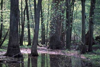 warren_woods.jpg